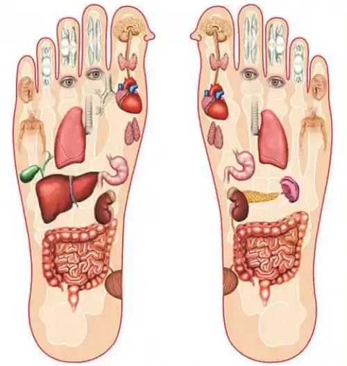 réflexologie plantaire